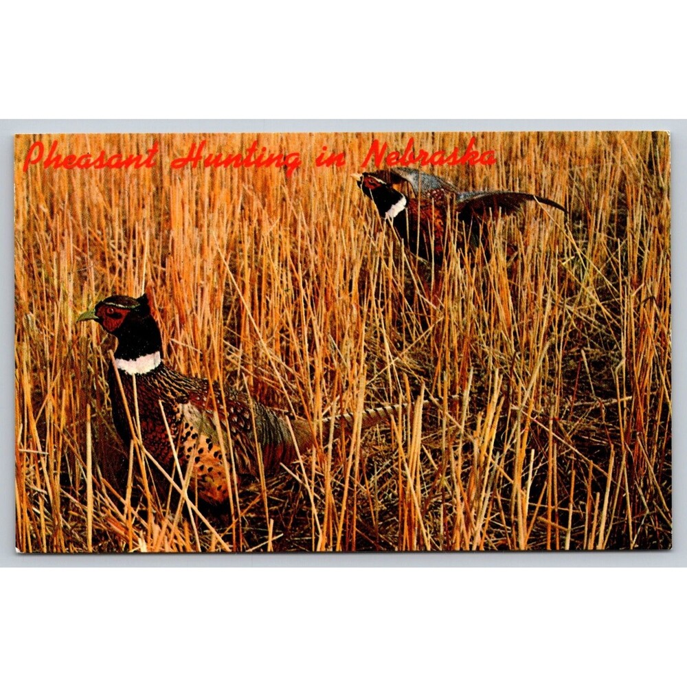 Vintage Postcard Pheasant Hunting in Nebraska Ringneck Birds Dunlap Plastichrome